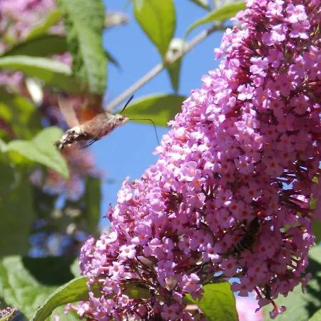 Διαμέρισμα Nina